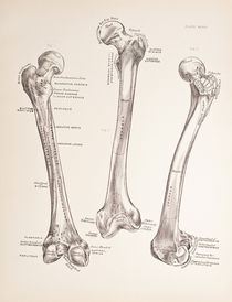 Bones von Mark Strozier