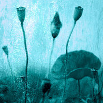 Mohnblumen Kunst Bild 1 by Falko Follert