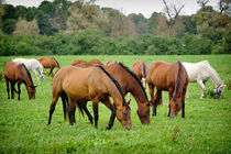 Grazing von holka