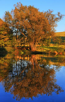 Baum am See von Wolfgang Dufner