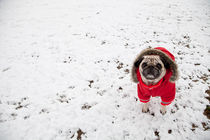 Winter + dog von carlos sanchez pereyra