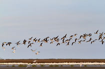 Black Skimmers by Louise Heusinkveld