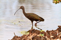 White Faced Ibis von Louise Heusinkveld