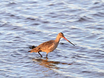 Marbled Godwit by Louise Heusinkveld