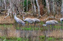 Sandhill Cranes von Louise Heusinkveld