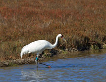 Whooping Crane von Louise Heusinkveld