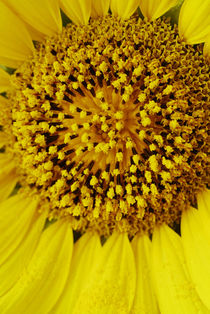 Sunflower 7 von Razvan Anghelescu
