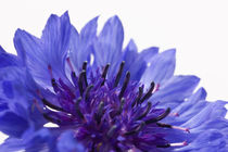 Blue Cornflower von Michael Kloth