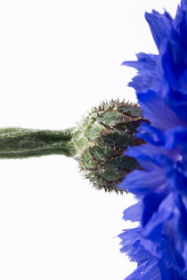 Blue Cornflower von Michael Kloth