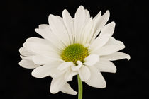 White Daisy on Black von Michael Kloth