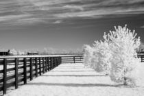 Trees and Fence von Michael Kloth