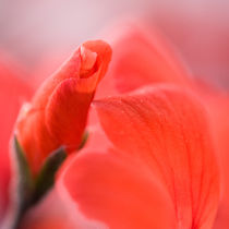 Geranium by Michael Kloth