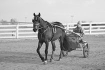 Sulky Horse and Rider by Michael Kloth