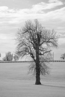Winter Walnut Tree von Michael Kloth