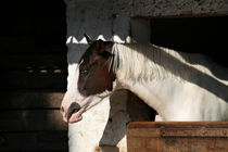 Pinto horse by Raffaella Lunelli