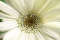 Living room mural Gerbera flower by Falko Follert