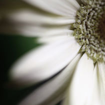 Living room mural Gerbera flower 2 von Falko Follert