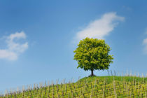 Baum auf Weinberg, blauer Himmel von Matthias Hauser