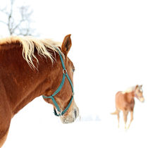horse // warmth von Eva Stadler