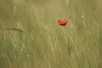 Flower in a corn field by Andreas Müller