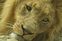 Portrait of a lion by Andreas Müller