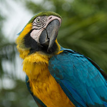 Macaw von Andreas Müller
