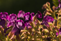 Petunia von Andreas Müller