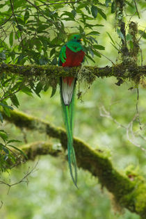 Resplendent Quetzal von Andreas Müller