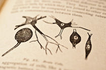 Neurons von Mark Strozier