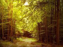 Waldspaziergang von Heidrun Carola Herrmann