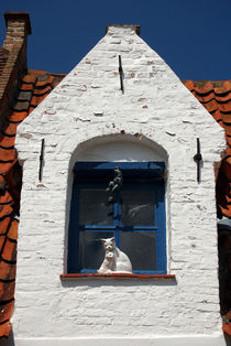 White cat at blue window by RicardMN Photography