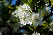 der Frühling ist da von tinadefortunata