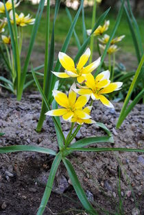 Sterntulpen by tinadefortunata