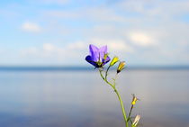 Kleine Blume am See by tinadefortunata