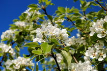 der alte Pflaumenbaum blüht by tinadefortunata