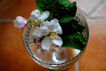 Kirschblüten im Glas by tinadefortunata