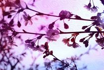 märchenhafte  Kirschblüten von tinadefortunata