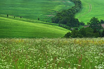 Frühlingslandschaft von Wolfgang Dufner