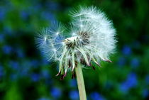 Pusteblume von tinadefortunata