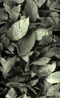 Beech Leaves von David Halperin