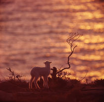 Lamb Watching a Sunset by David Halperin