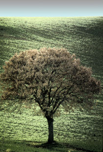 Fresco Tree by David Halperin