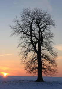 Sonnenuntergang an einer Eiche by Wolfgang Dufner