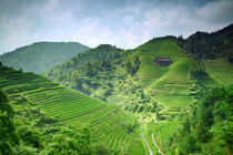 Rice terraces by Alexey Galyzin