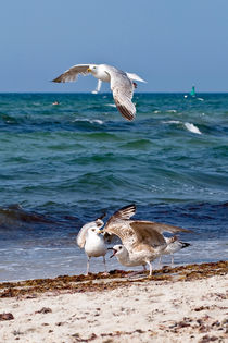 SEAGULLS - Ostsee von captainsilva