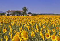 Sunflowers von kent