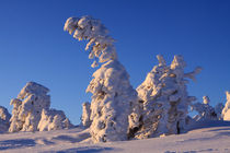 Winterlandschaft am Brocken im Harz 21 von Karina Baumgart