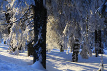 Winterlandschaft am Brocken im Harz 29 by Karina Baumgart