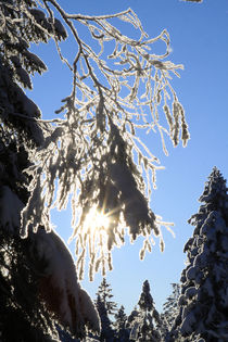 Verschneiter Ast im Gegenlicht by Karina Baumgart