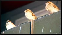 Passer Domesticus by Geir Ivar Ødegaard